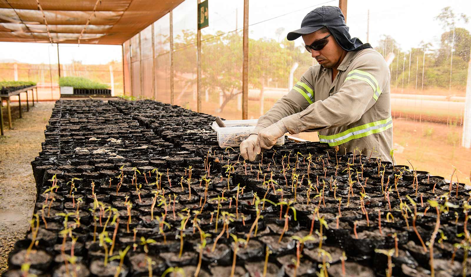Reforestation  work in Paragominas