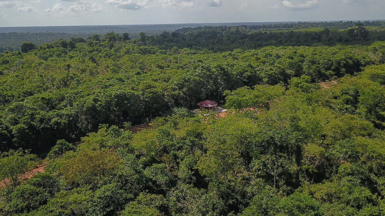 a large forest with a building in it
